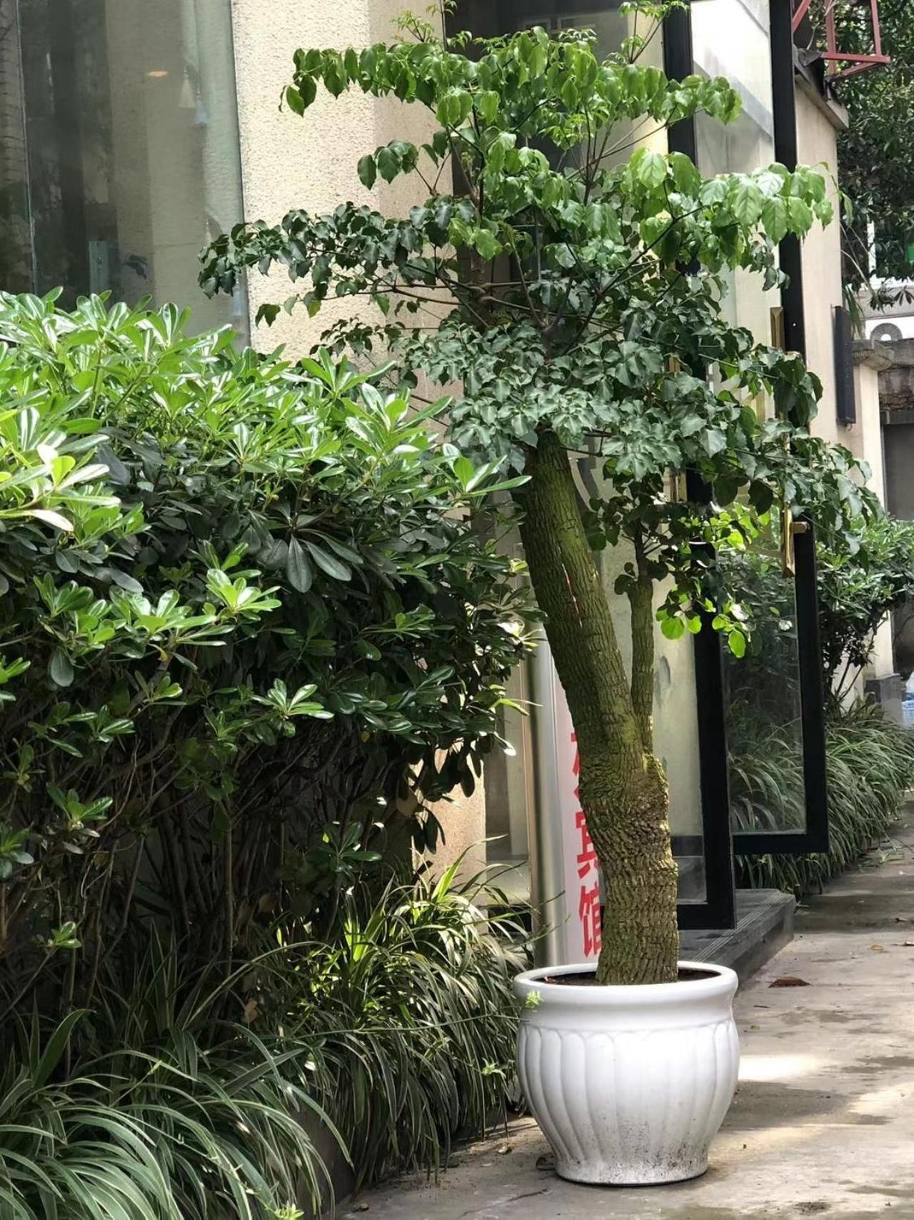 Chengdu Sichuan University Budget Hotel المظهر الخارجي الصورة